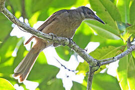 Dusky Friarbird