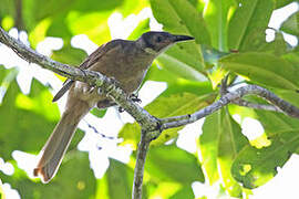 Morotai Friarbird