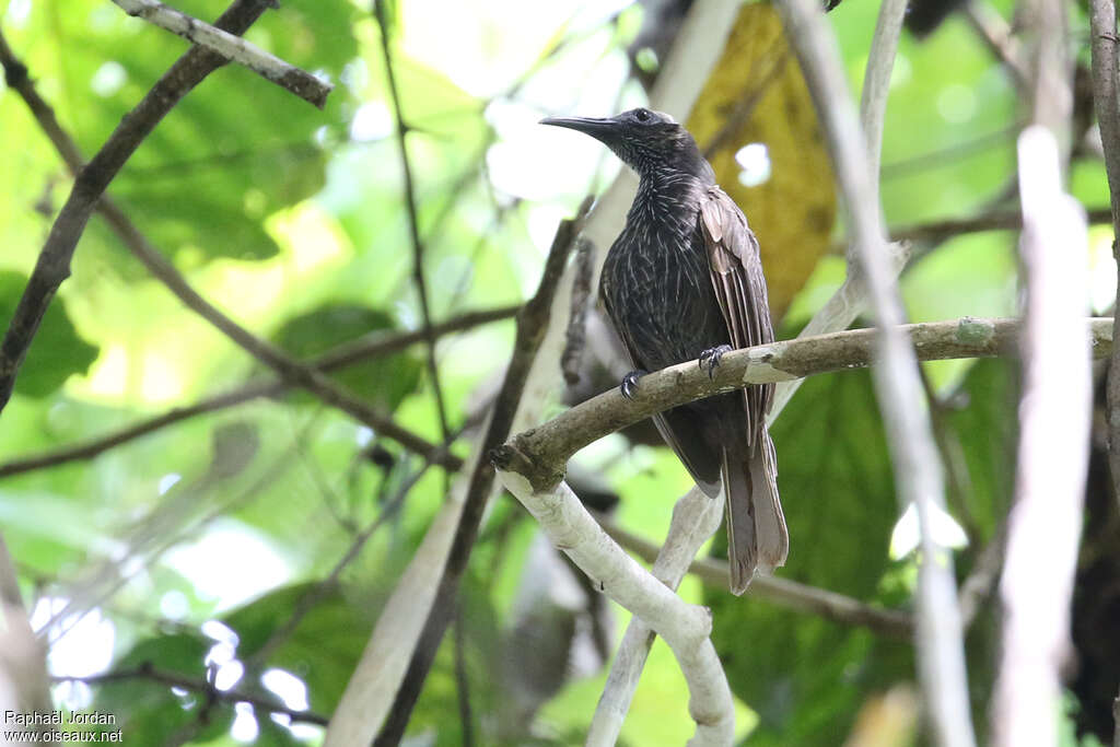 White-streaked Friarbirdadult, identification