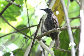 White-streaked Friarbird