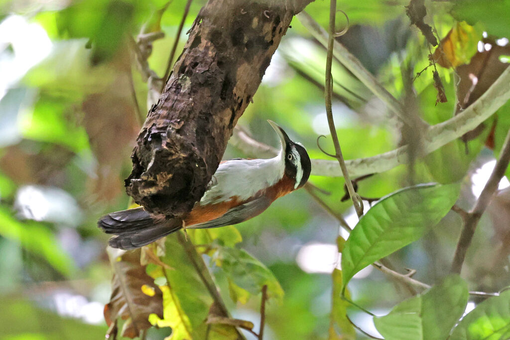 Sunda Scimitar Babbler