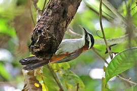 Sunda Scimitar Babbler