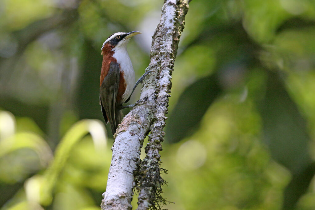 Sunda Scimitar Babbleradult