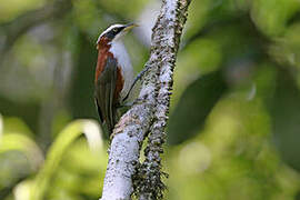 Sunda Scimitar Babbler