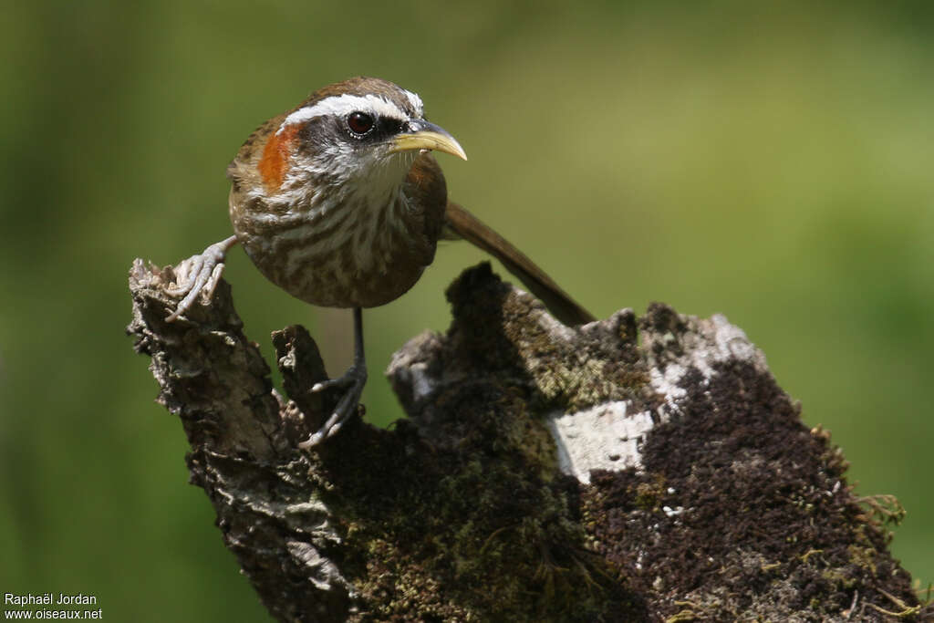 Pomatorhin à col rouxadulte, identification