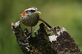 Streak-breasted Scimitar Babbler