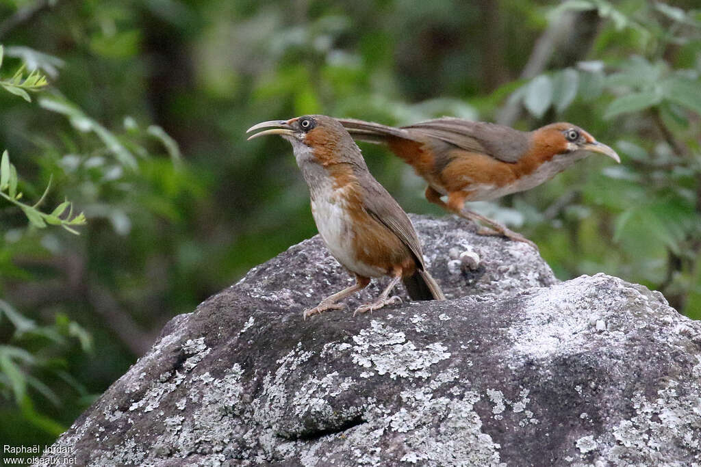 Rusty-cheeked Scimitar Babbleradult, Behaviour