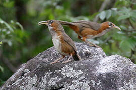 Rusty-cheeked Scimitar Babbler