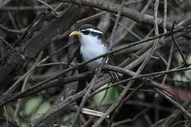 Sri Lanka Scimitar Babbler