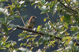 Spot-breasted Scimitar Babbler