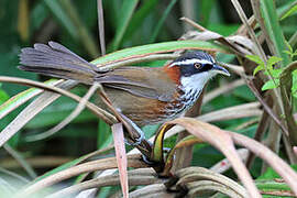 Taiwan Scimitar Babbler