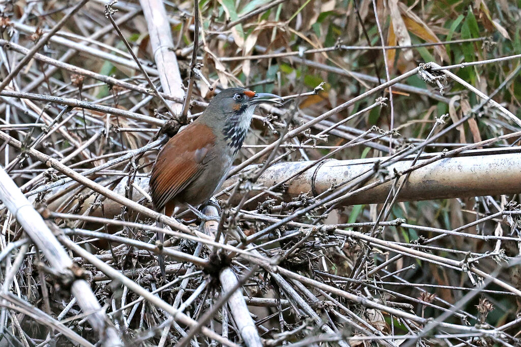 Black-necklaced Scimitar Babbleradult, song