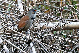 Black-necklaced Scimitar Babbler