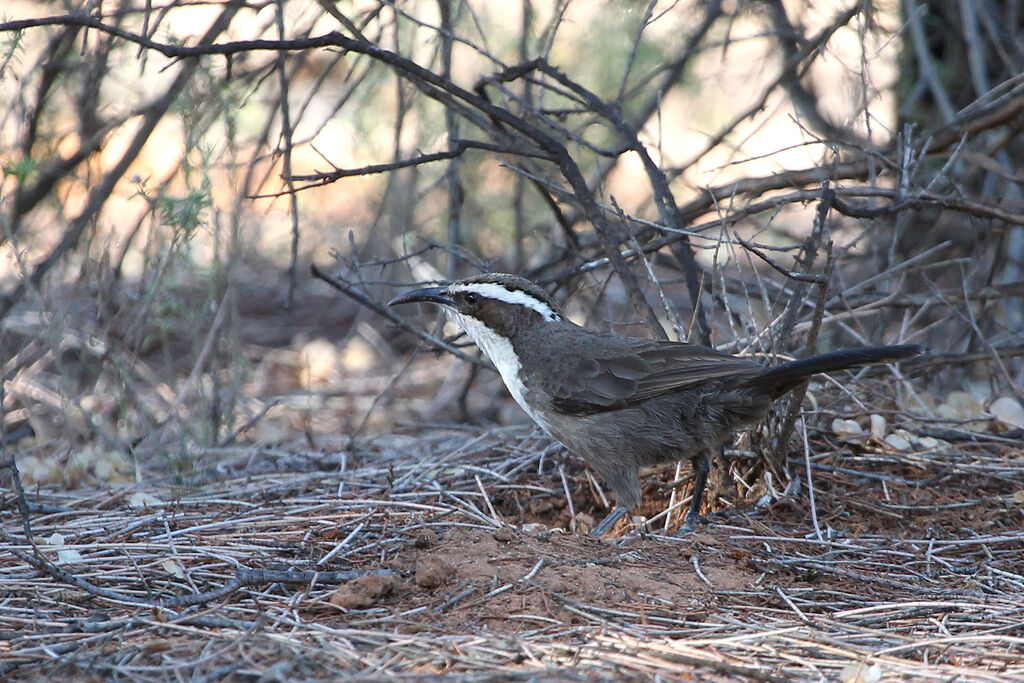 White-browed Babbleradult