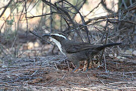 White-browed Babbler