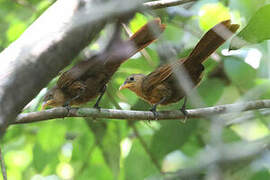 Papuan Babbler