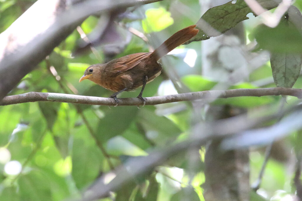 Papuan Babblerimmature