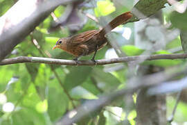 Papuan Babbler