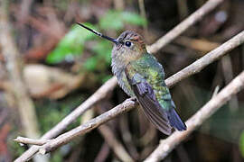 Green-fronted Lancebill