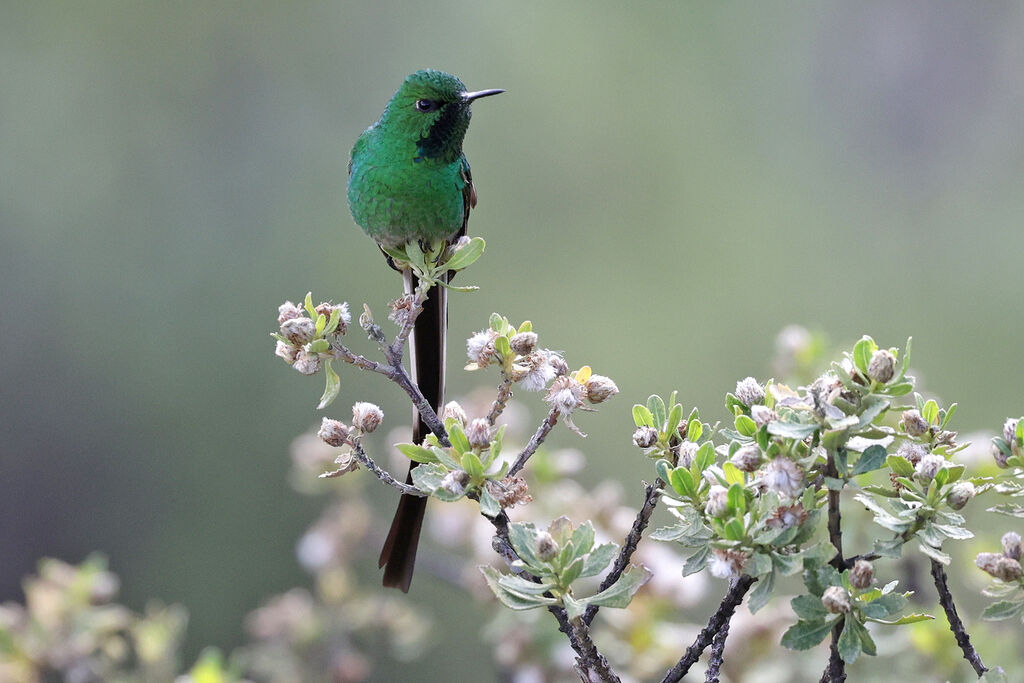 Black-tailed Trainbearer male adult