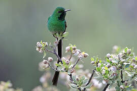 Black-tailed Trainbearer