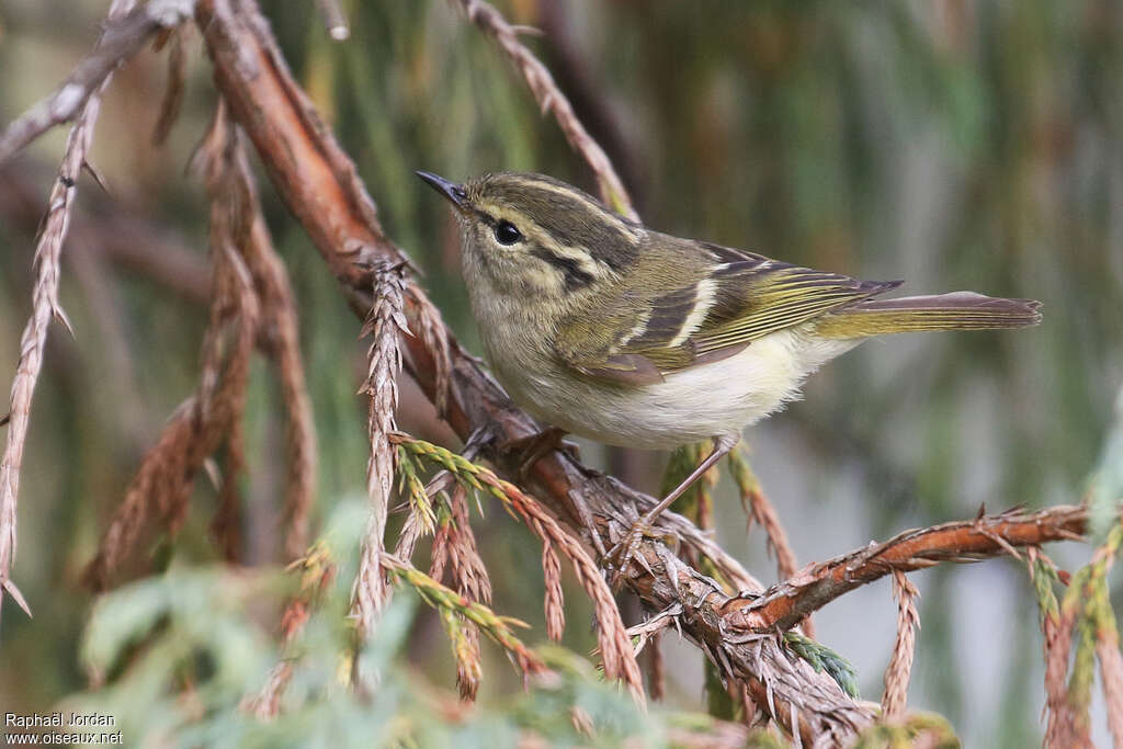 Lemon-rumped Warbleradult, identification