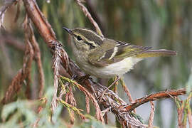 Lemon-rumped Warbler