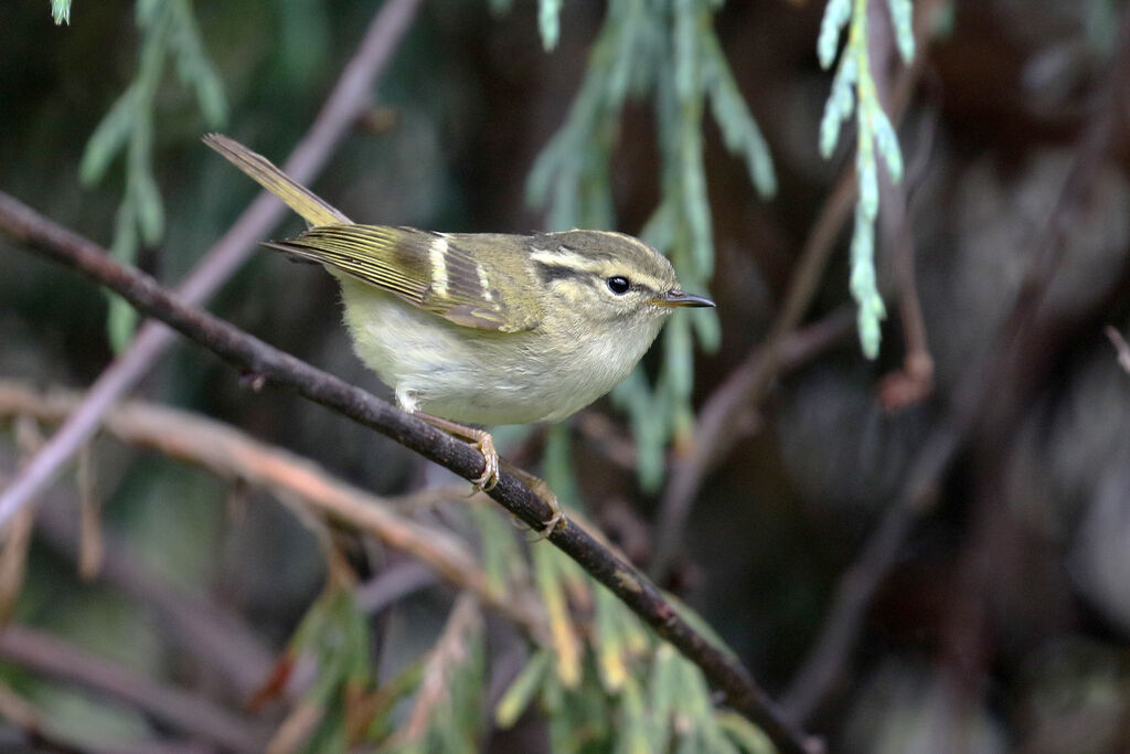 Lemon-rumped Warbleradult