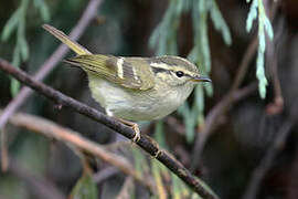 Lemon-rumped Warbler