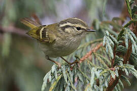 Lemon-rumped Warbler