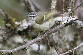 Ashy-throated Warbler