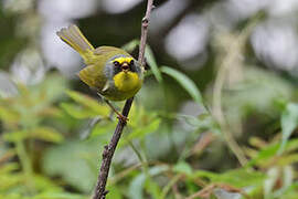 Black-faced Warbler