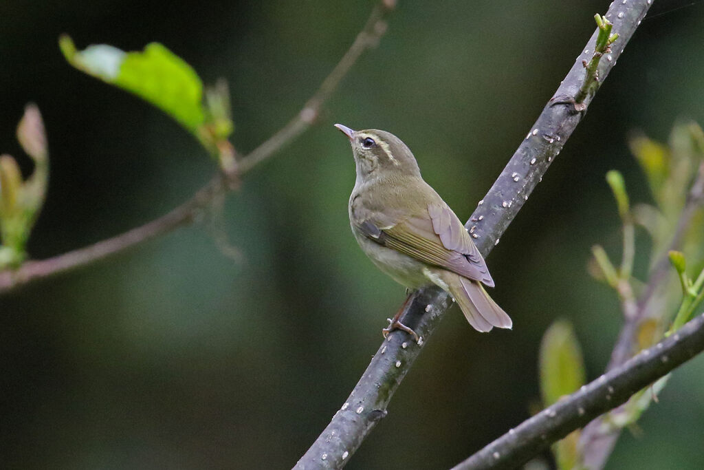 Large-billed Leaf Warbler male adult