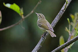 Large-billed Leaf Warbler