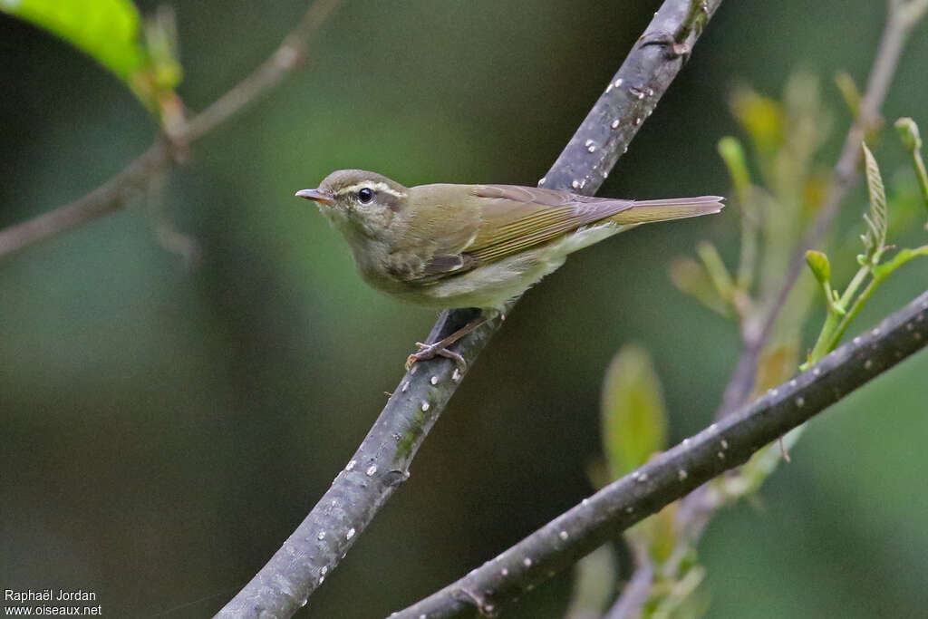 Large-billed Leaf Warbler male adult, identification