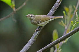 Large-billed Leaf Warbler