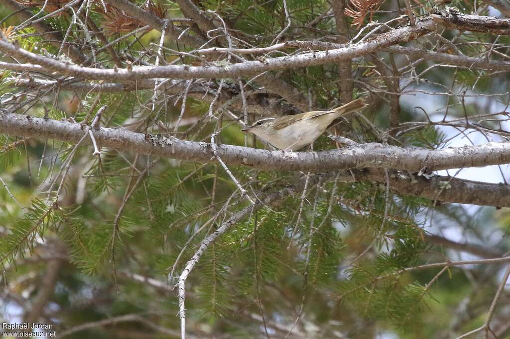 Pale-legged Leaf Warbleradult, habitat, pigmentation