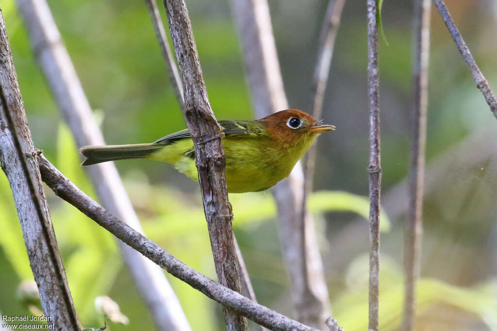 Yellow-breasted Warbleradult, identification