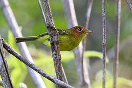 Yellow-breasted Warbler