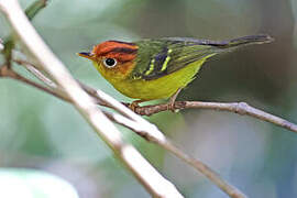 Yellow-breasted Warbler