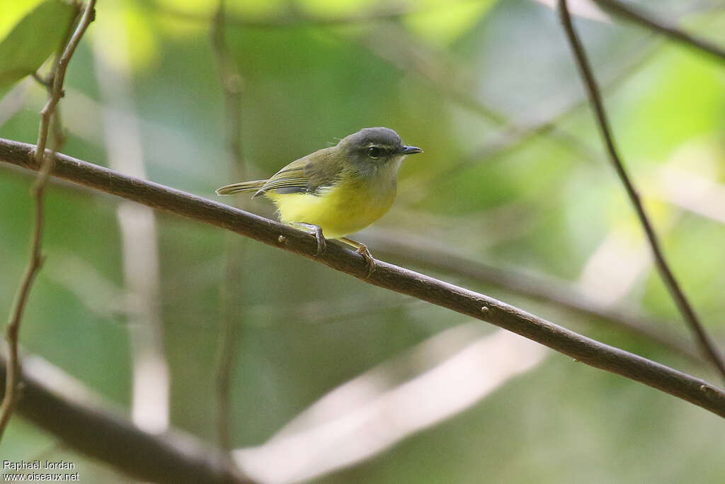 Yellow-bellied Warbleradult