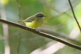 Yellow-bellied Warbler