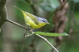 Grey-hooded Warbler