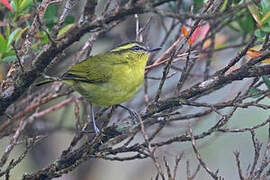 Mountain Leaf Warbler