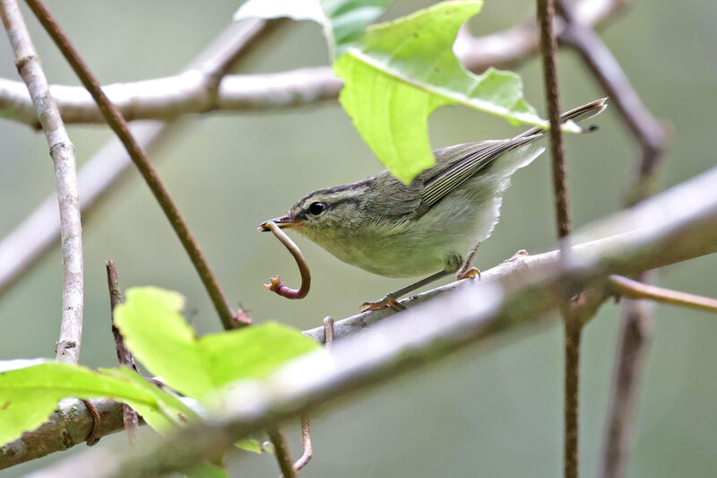Mountain Leaf Warbler, eats
