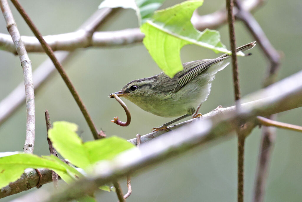 Pouillot à triple bandeau, mange