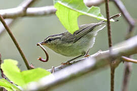 Mountain Leaf Warbler