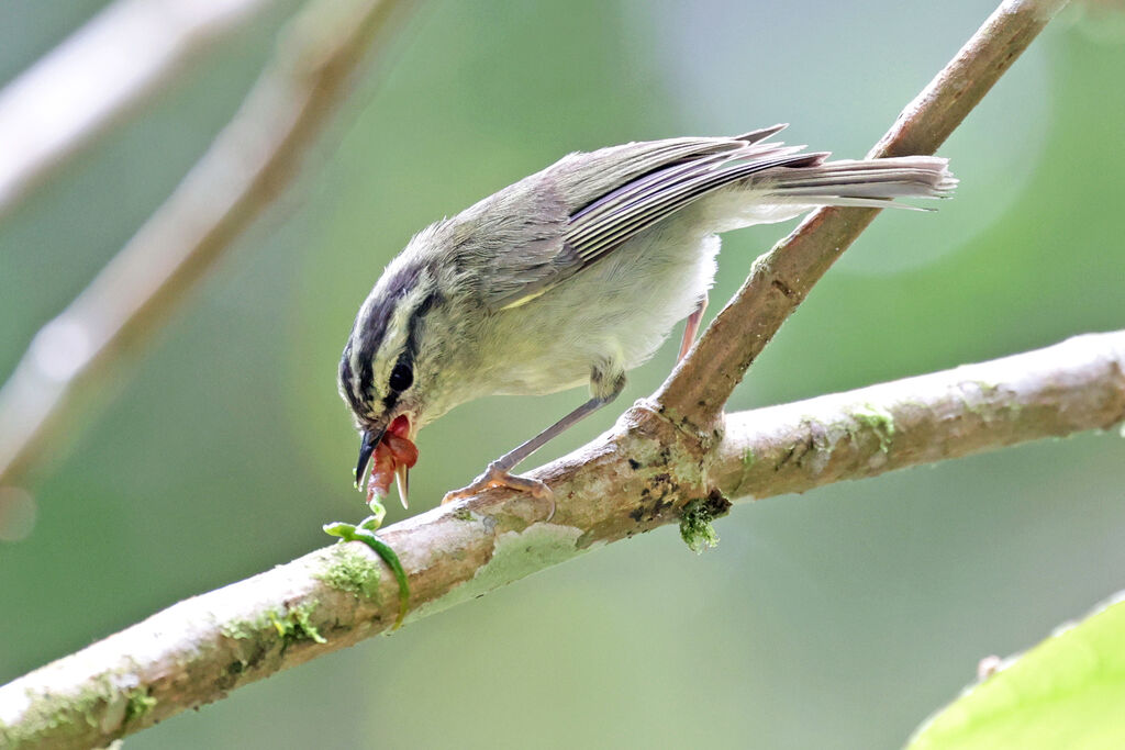 Pouillot à triple bandeau, mange