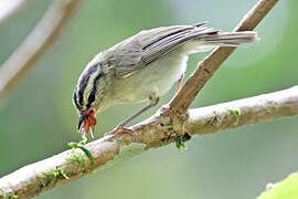 Mountain Leaf Warbler