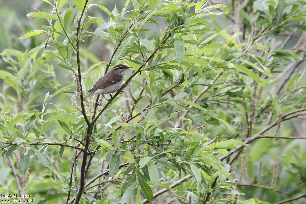 Arctic Warbleradult breeding, habitat